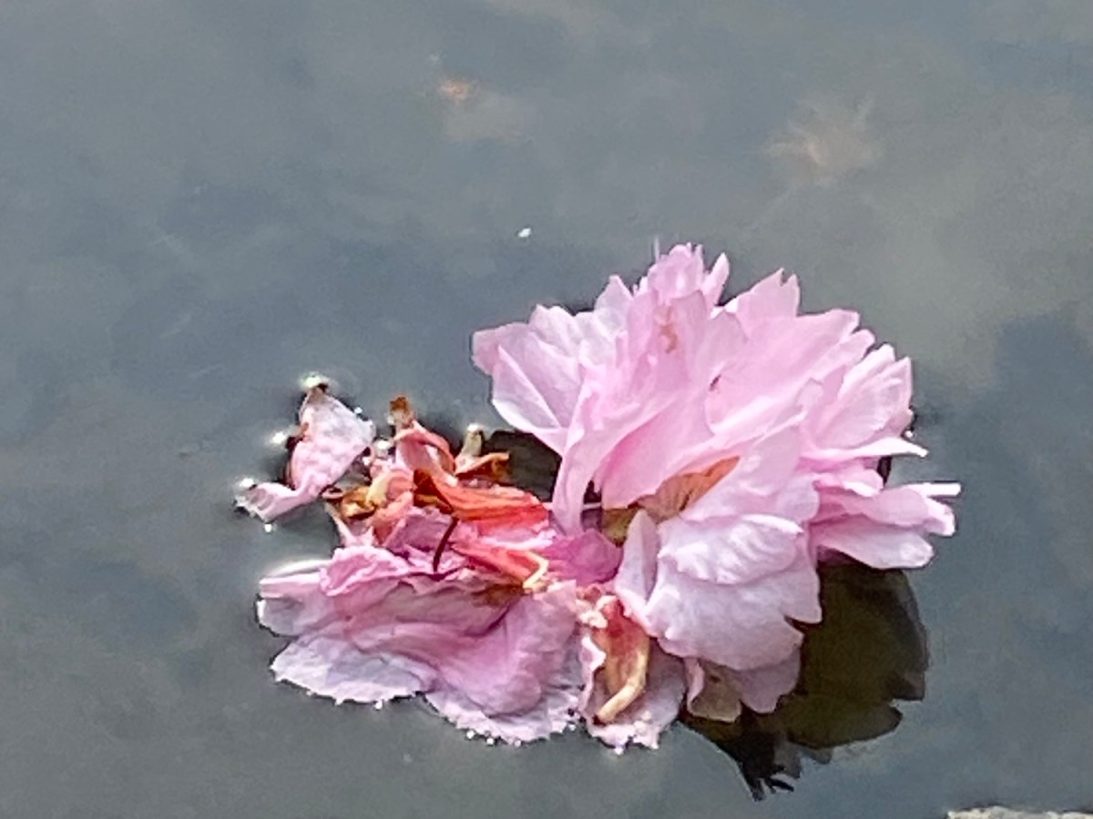 Mental Health Awareness Week and the Role of&nbsp;Acupuncture